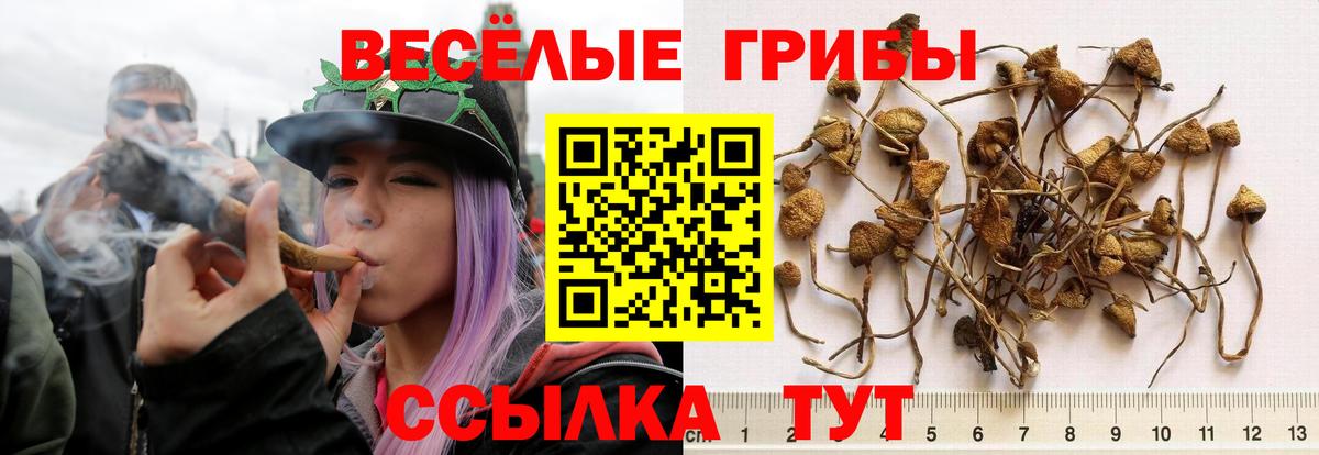 Узловая  Псилоцибиновые грибы GOLDEN TEACHER  Вход с VPN 
